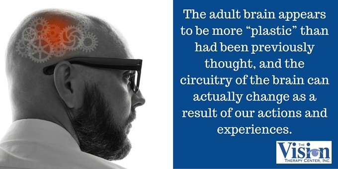 the adult brain appears to be more plastic than had been previously thought, and the circuitry of the brain can actually change as a result of our actions and experiences